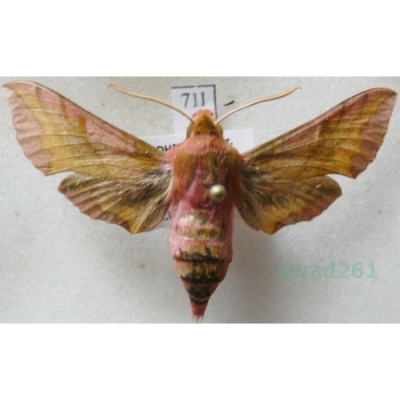 Deilephila porcellus (Linnaeus, 1758) Zmrocznik pazik Czech71l